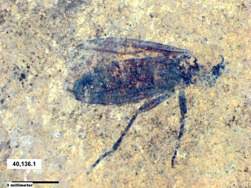 Genus sp