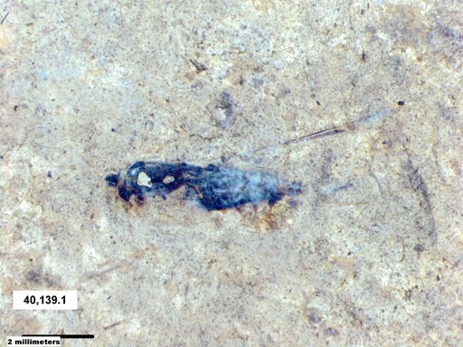 Notonectidae