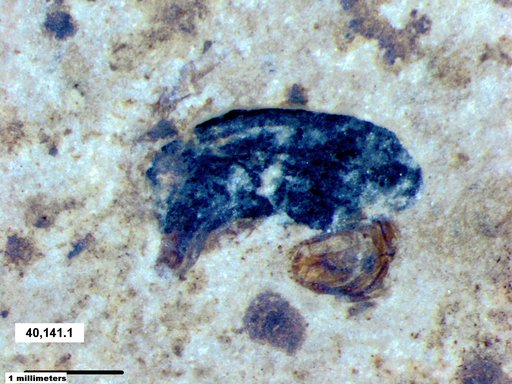 Mordellidae