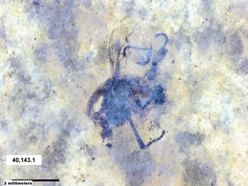 Aphididae