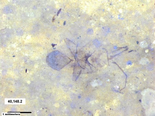 Genus sp