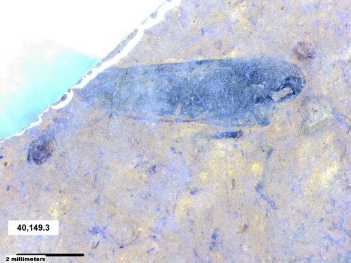 Genus sp