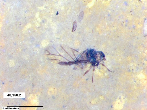 Aphididae