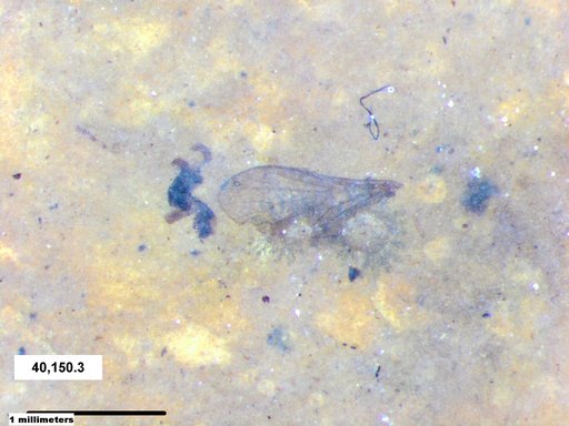 Diptera