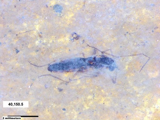 Diptera