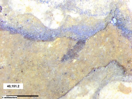 Genus sp