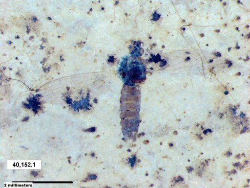 Diptera