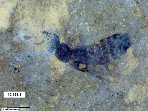 Genus sp