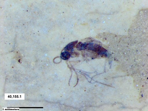 Diptera