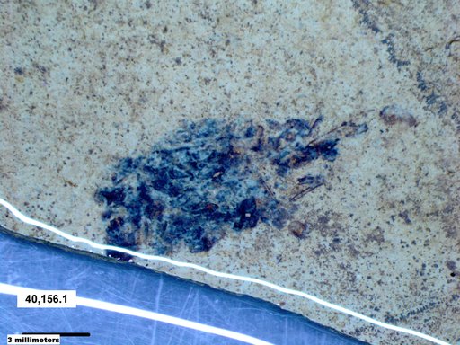Genus sp