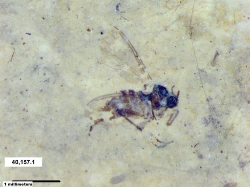 Diptera