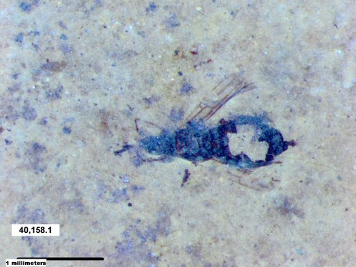 Genus sp