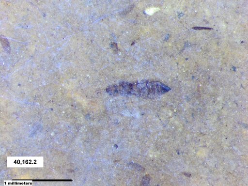 Genus sp