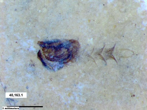 Chaoboridae