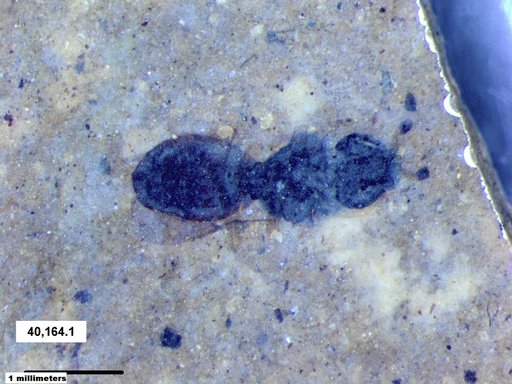 Genus sp
