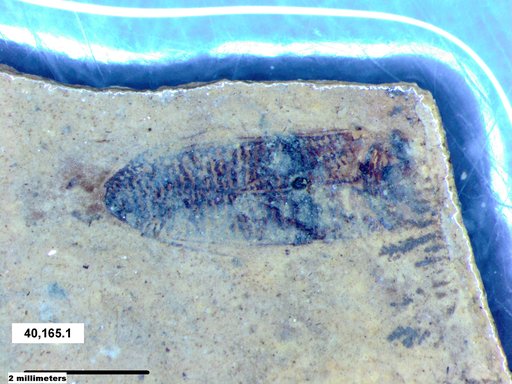 Corixidae