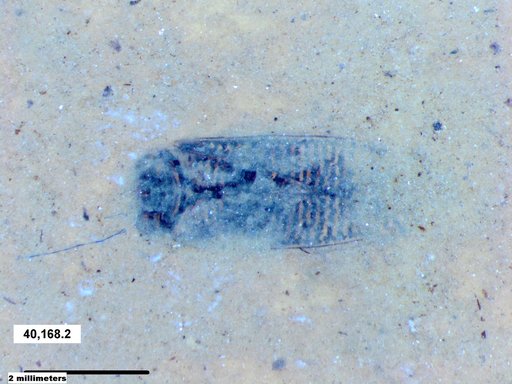 Corixidae