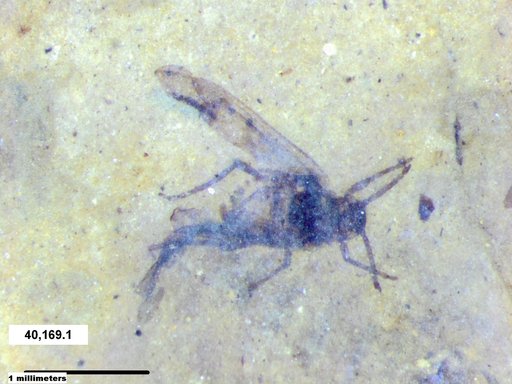 Aphididae