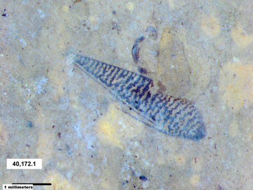 Genus sp