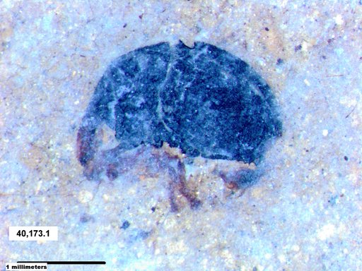 Genus sp