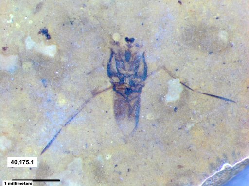 Notonectidae