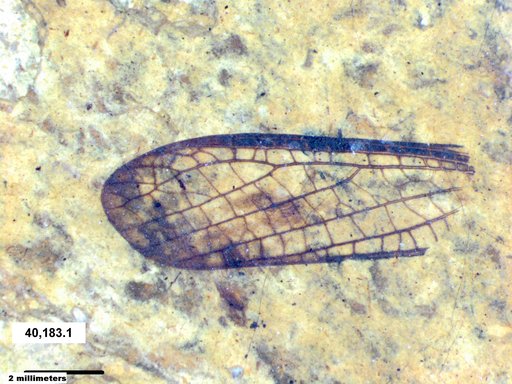 Neuroptera