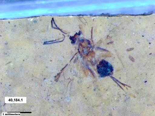 Braconidae