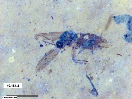 Diptera