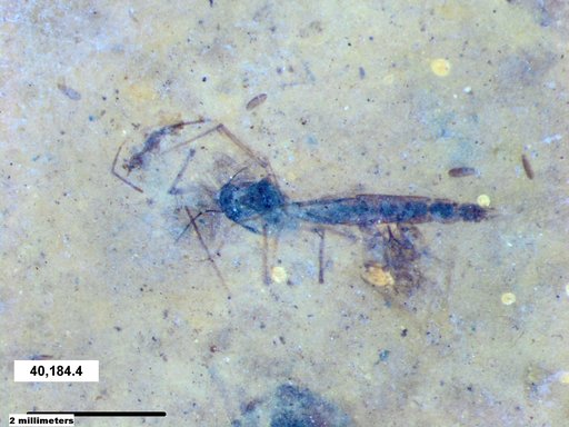 Genus sp