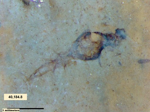 Chaoboridae