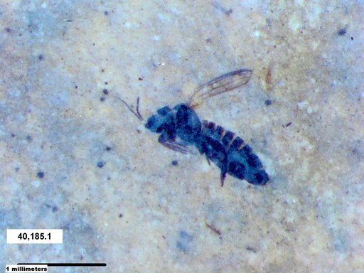 Genus sp
