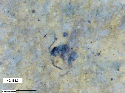 Genus sp
