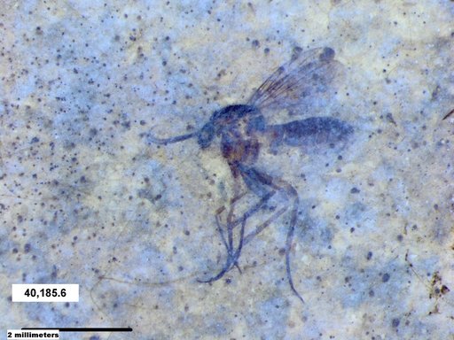 Mycetophilidae