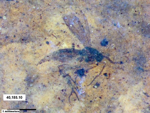 Sciaridae