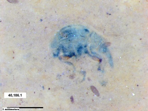 Genus sp