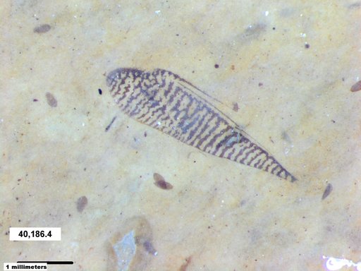 Corixidae