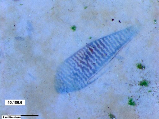 Corixidae