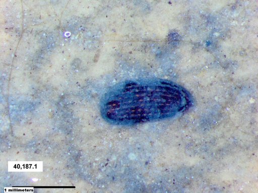 Tracheophyta