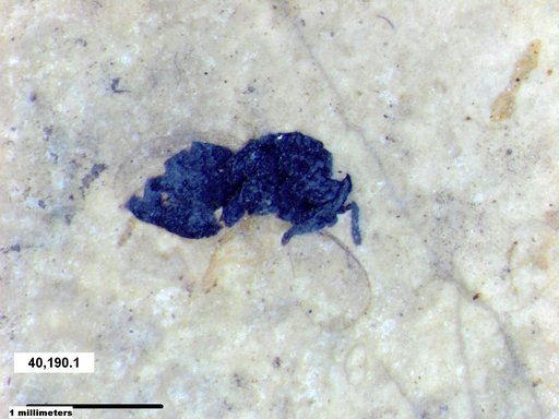 Genus sp
