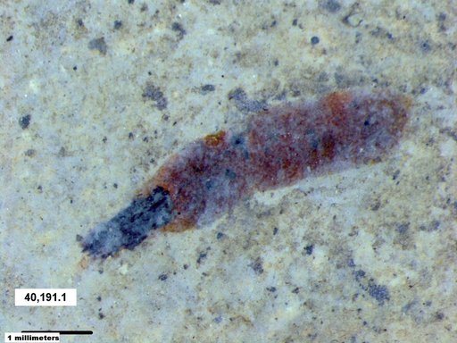 Genus sp