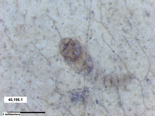 Genus sp