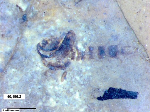 Chaoboridae