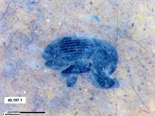 Genus sp