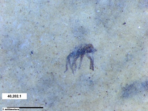 Genus sp