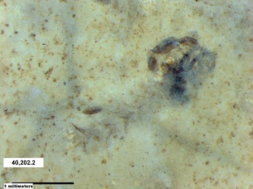 Chaoboridae