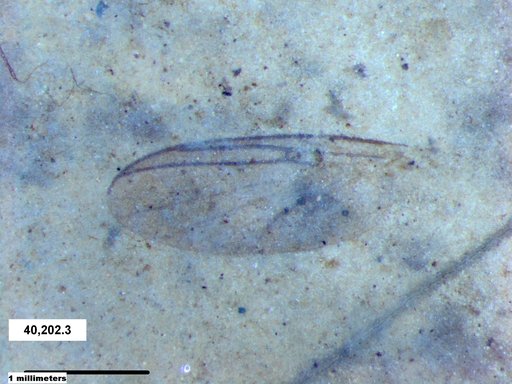 Diptera