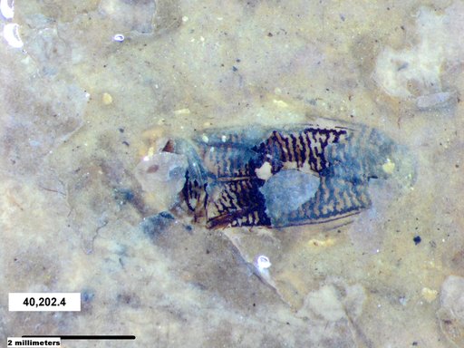 Corixidae