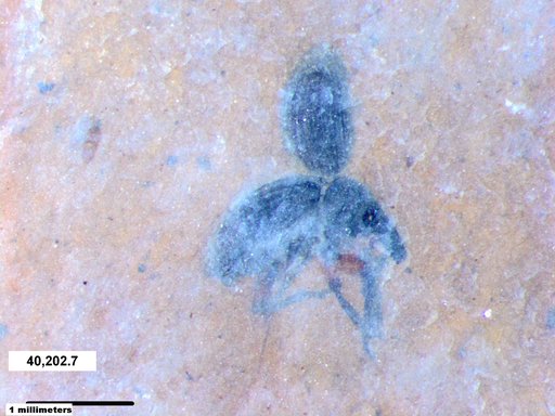 Genus sp