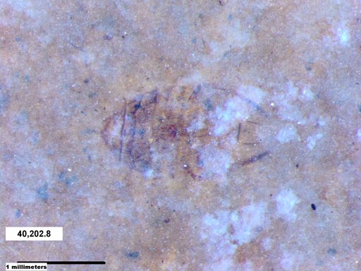 Genus sp