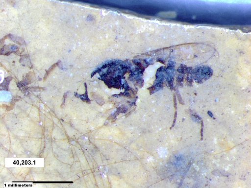Diptera